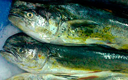 Imagen de pescado congelado