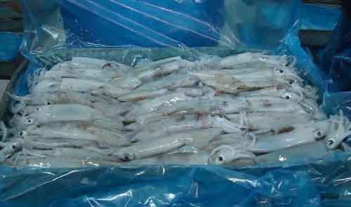 Calamar sin tentáculos