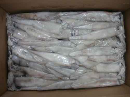 Bloque de calamares congelados
