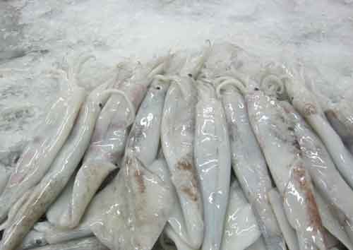 Calamares en refrigeración
