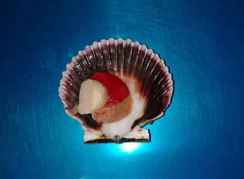 Concha con coral