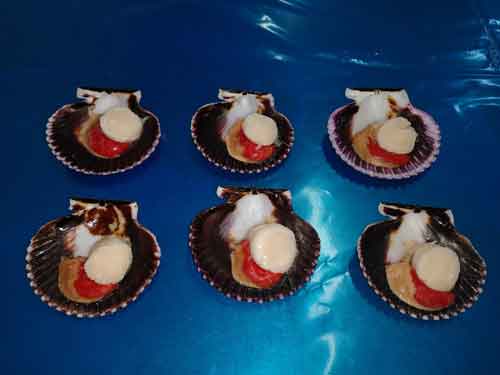 Conchas con coral