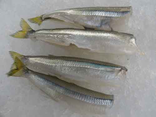 Pejerrey sin cabeza en refrigeración