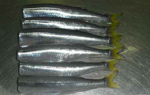 Pejerrey fresco sin cabeza y vísceras