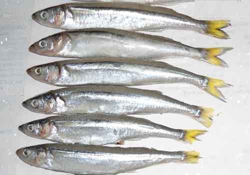 Pejerrey entero sin vísceras