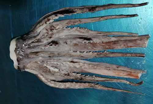 Pota con tentáculos